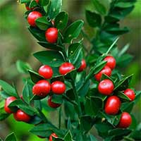 CelluCare - Butchers Broom