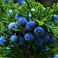 CelluCare - Juniper Berry