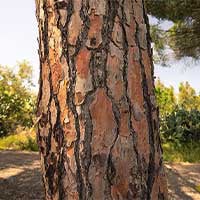 CelluCare - Pine Bark Extract